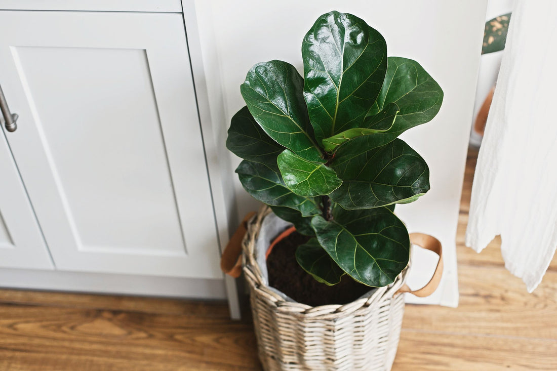 5 Indoor Plants That Are Perfect For Spring